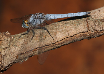 Südlicher Blaupfeil (Orthetrum brunneum) - © Brigitte Komposch